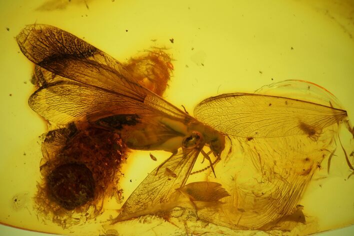 Detailed Fossil Winged Termite and Ant in Baltic Amber #173651